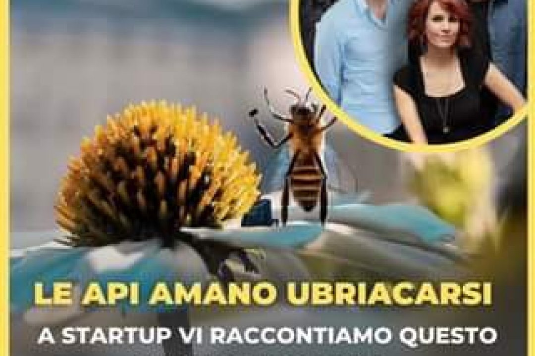 Le api amano ubriacarsi!